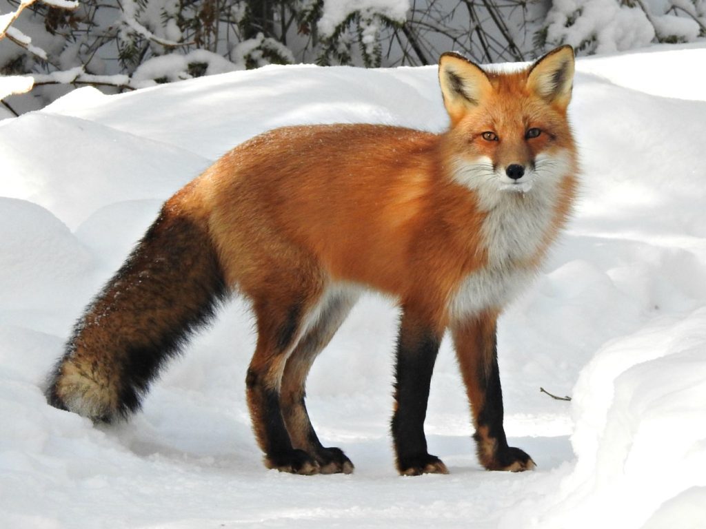 fox with almond like eyes